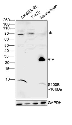 Invitrogen S100B Monoclonal Antibody (SH-B4) 100 &mu;L; Unconjugated:Antibodies,
