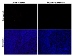 Invitrogen Granzyme B Monoclonal Antibody (GB7) 50 &mu;g; Unconjugated:Antibodies,