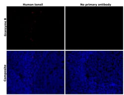 Invitrogen Granzyme B Monoclonal Antibody (GB7) 50 &mu;g; Unconjugated:Antibodies,