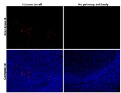 Invitrogen Granzyme B Monoclonal Antibody (GB7) 50 &mu;g; Unconjugated:Antibodies,