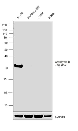 Invitrogen Granzyme B Monoclonal Antibody (GB7) 50 &mu;g; Unconjugated:Antibodies,