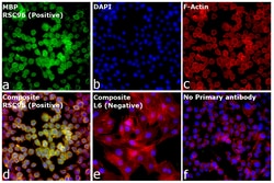 Invitrogen MBP Monoclonal Antibody (22) 1 mL; Unconjugated:Antibodies,