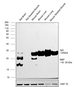 Invitrogen MBP Monoclonal Antibody (22) 1 mL; Unconjugated:Antibodies,