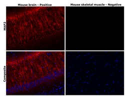 Invitrogen MAP2 Monoclonal Antibody (HM-2) 50 &mu;L; Unconjugated:Anticuerpos