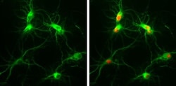 Invitrogen MAP2 Monoclonal Antibody (HM-2) 50 &mu;L; Unconjugated:Antibodies,