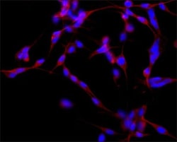 Invitrogen MAP2 Monoclonal Antibody (HM-2) 50 &mu;L; Unconjugated:Antibodies,