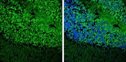 Invitrogen MAP2 Monoclonal Antibody (HM-2) 50 &mu;L; Unconjugated:Antibodies,