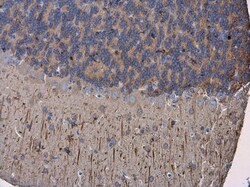 Invitrogen MAP2 Monoclonal Antibody (HM-2) 50 &mu;L; Unconjugated:Antibodies,