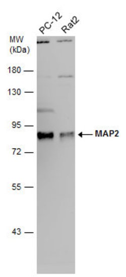 Invitrogen MAP2 Monoclonal Antibody (HM-2) 50 &mu;L; Unconjugated:Antibodies,