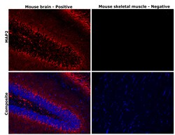Invitrogen MAP2 Monoclonal Antibody (AP20) 50 &mu;L | Buy Online | Invitrogen&trade; | Fisher Scientific