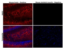 Invitrogen MAP2 Monoclonal Antibody (AP20) 50 &mu;L | Buy Online | Invitrogen&trade; | Fisher Scientific