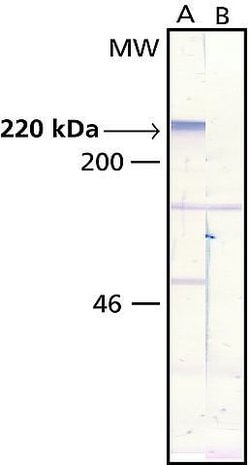 Invitrogen MAP2 Monoclonal Antibody (AP20) 50 &mu;L; Unconjugated:Antibodies,