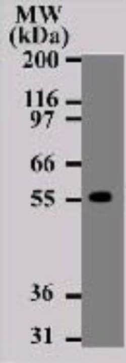 Invitrogen DR4 Monoclonal Antibody (32A1380) 50 &mu;g; Unconjugated:Antibodies,