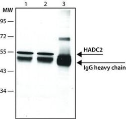 Invitrogen HDAC2 Monoclonal Antibody (HDAC2-62) 100 &mu;L; Unconjugated:Antibodies,
