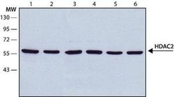 Invitrogen HDAC2 Monoclonal Antibody (HDAC2-62) 100 &mu;L; Unconjugated:Antibodies,