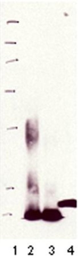 Invitrogen Metallothionein Monoclonal Antibody (UC1MT) 50 &mu;g; Unconjugated:Antibodies,