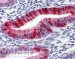 Invitrogen Metallothionein Monoclonal Antibody (UC1MT) 50 &mu;g; Unconjugated:Antibodies,