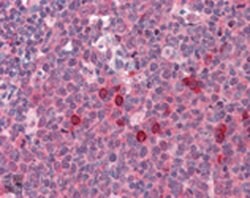 Invitrogen EXOC3 Monoclonal Antibody (9H5) 50 &mu;g; Unconjugated:Antibodies,