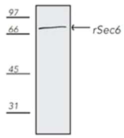 Invitrogen EXOC3 Monoclonal Antibody (9H5) 50 &mu;g; Unconjugated:Antibodies,