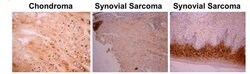 Invitrogen Osteocalcin Monoclonal Antibody (OCG2) 50 &mu;g; Unconjugated:Antibodies,