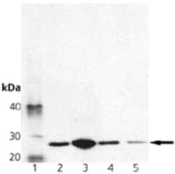 Invitrogen GOSR2 Monoclonal Antibody (4HAD6) 50 &mu;g; Unconjugated:Antibodies,