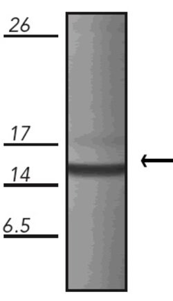 Invitrogen HSPE1 Monoclonal Antibody (M1.2) 50 &mu;g; Unconjugated:Antibodies,