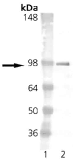 Invitrogen Estrogen Receptor alpha Monoclonal Antibody (h-151) 100 &mu;g;