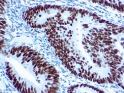 Invitrogen MLH1 Monoclonal Antibody (G168-15) 500 &mu;L | Buy Online | Invitrogen&trade; | Fisher Scientific