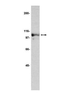 Invitrogen Nucleolin Monoclonal Antibody (4i51) 25 &mu;L; Unconjugated:Antibodies,
