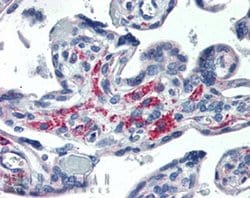 Invitrogen STX12 Monoclonal Antibody (4E212) 50 &mu;g; Unconjugated:Antibodies,