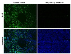 Invitrogen Bcl-2 Monoclonal Antibody (124) 250 &mu;L; Unconjugated:Antibodies,