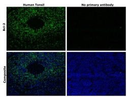 Invitrogen Bcl-2 Monoclonal Antibody (124) 250 &mu;L; Unconjugated:Antibodies,