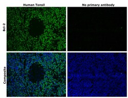 Invitrogen Bcl-2 Monoclonal Antibody (124) 250 &mu;L; Unconjugated:Antibodies,