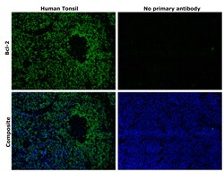 Invitrogen Bcl-2 Monoclonal Antibody (124) 250 &mu;L; Unconjugated:Antibodies,