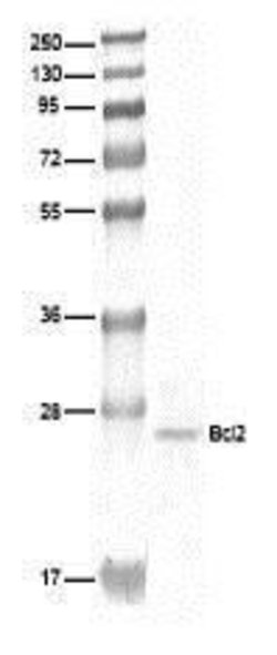 Invitrogen Bcl-2 Monoclonal Antibody (124) 250 &mu;L; Unconjugated:Antibodies,