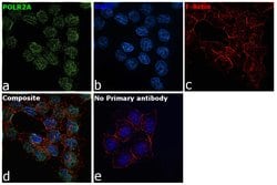 Invitrogen POLR2A Monoclonal Antibody (8WG16) 100 &mu;g; Unconjugated:Antibodies,