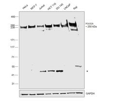 Invitrogen POLR2A Monoclonal Antibody (8WG16) 100 &mu;g; Unconjugated:Antibodies,