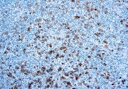 Invitrogen CD30 Monoclonal Antibody (Ber-H2) 6 mL; Unconjugated:Antibodies,