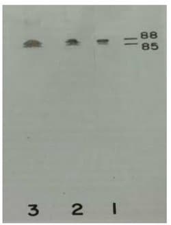 Invitrogen Plasma Kallikrein Monoclonal Antibody (13G11) 50 &mu;g; Unconjugated:Antibodies,