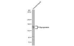 Invitrogen P-Glycoprotein Monoclonal Antibody (C219) 250 &mu;L; Unconjugated:Anticorps,