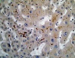 Invitrogen MRP6 Monoclonal Antibody (M6II-31) 250 &mu;L; Unconjugated:Antibodies,