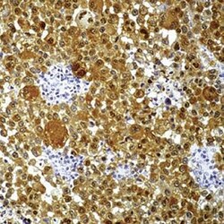 Invitrogen S100 Monoclonal Antibody (4C4.9) 500 &mu;L; Unconjugated:Antibodies,