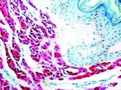 Invitrogen S100 Monoclonal Antibody (4C4.9) 500 &mu;L; Unconjugated:Antibodies,