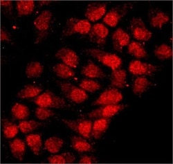 Invitrogen hnRNP A1 Monoclonal Antibody (9H10) 50 &mu;L; Unconjugated:Antibodies,