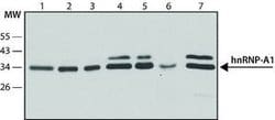 Invitrogen hnRNP A1 Monoclonal Antibody (9H10) 50 &mu;L; Unconjugated:Antibodies,