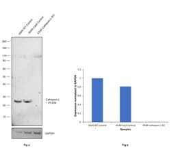 Invitrogen Cathepsin L Monoclonal Antibody (33/2) 100 &mu;L; Unconjugated:Anticuerpos