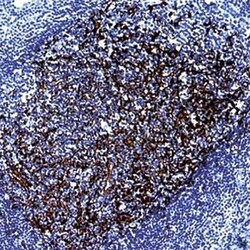 Invitrogen CD21 Monoclonal Antibody (1F8) 250 &mu;L; Unconjugated:Antibodies,