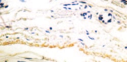 Invitrogen&trade;&nbsp;Elastin Monoclonal Antibody (BA-4)