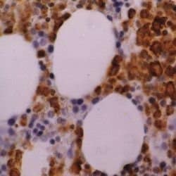 Invitrogen Myeloperoxidase Monoclonal Antibody (2C7) 40 &mu;g | Buy Online | Invitrogen&trade; | Fisher Scientific