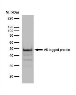 Invitrogen V5 Tag Monoclonal Antibody (SV5-Pk1) 100 &mu;g; Unconjugated:Antibodies,
